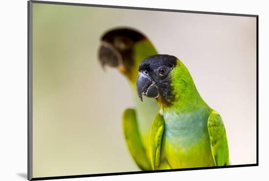 Brazil, Mato Grosso, the Pantanal. Black-Hooded Parakeet Portrait-Ellen Goff-Mounted Photographic Print
