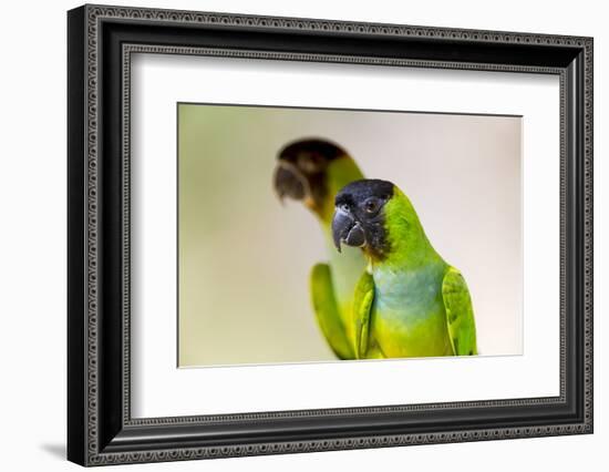 Brazil, Mato Grosso, the Pantanal. Black-Hooded Parakeet Portrait-Ellen Goff-Framed Photographic Print
