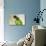 Brazil, Mato Grosso, the Pantanal. Black-Hooded Parakeet Portrait-Ellen Goff-Photographic Print displayed on a wall