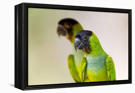 Brazil, Mato Grosso, the Pantanal. Black-Hooded Parakeet Portrait-Ellen Goff-Framed Premier Image Canvas