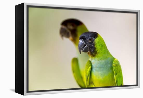 Brazil, Mato Grosso, the Pantanal. Black-Hooded Parakeet Portrait-Ellen Goff-Framed Premier Image Canvas