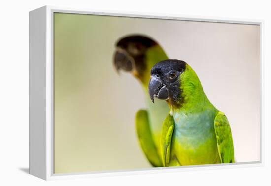 Brazil, Mato Grosso, the Pantanal. Black-Hooded Parakeet Portrait-Ellen Goff-Framed Premier Image Canvas