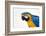 Brazil, Mato Grosso, the Pantanal. Blue-And-Yellow Macaw Portrait-Ellen Goff-Framed Photographic Print