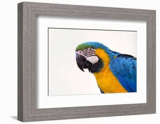 Brazil, Mato Grosso, the Pantanal. Blue-And-Yellow Macaw Portrait-Ellen Goff-Framed Photographic Print