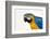 Brazil, Mato Grosso, the Pantanal. Blue-And-Yellow Macaw Portrait-Ellen Goff-Framed Photographic Print