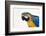 Brazil, Mato Grosso, the Pantanal. Blue-And-Yellow Macaw Portrait-Ellen Goff-Framed Photographic Print