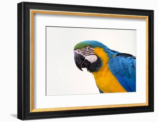 Brazil, Mato Grosso, the Pantanal. Blue-And-Yellow Macaw Portrait-Ellen Goff-Framed Photographic Print