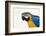 Brazil, Mato Grosso, the Pantanal. Blue-And-Yellow Macaw Portrait-Ellen Goff-Framed Photographic Print
