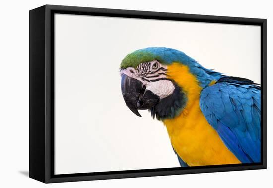 Brazil, Mato Grosso, the Pantanal. Blue-And-Yellow Macaw Portrait-Ellen Goff-Framed Premier Image Canvas