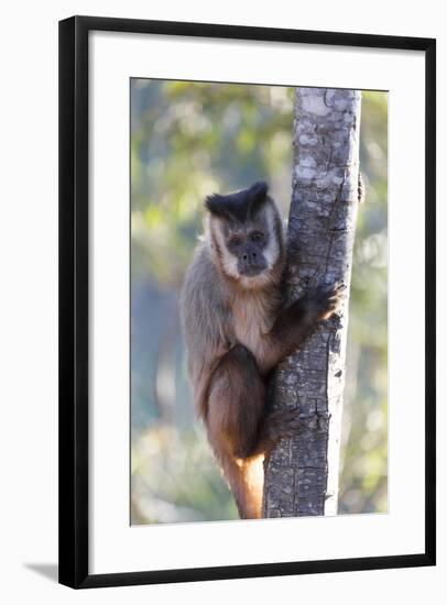 Brazil, Mato Grosso, the Pantanal. Brown Capuchin Monkey on a Tree-Ellen Goff-Framed Photographic Print