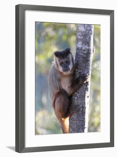 Brazil, Mato Grosso, the Pantanal. Brown Capuchin Monkey on a Tree-Ellen Goff-Framed Photographic Print