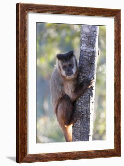 Brazil, Mato Grosso, the Pantanal. Brown Capuchin Monkey on a Tree-Ellen Goff-Framed Photographic Print