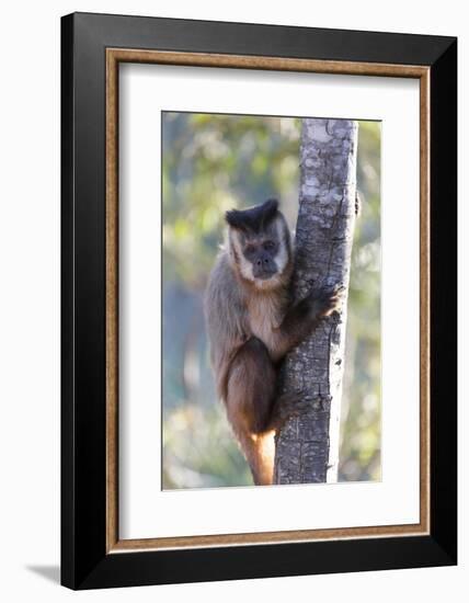 Brazil, Mato Grosso, the Pantanal. Brown Capuchin Monkey on a Tree-Ellen Goff-Framed Photographic Print