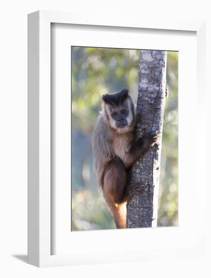 Brazil, Mato Grosso, the Pantanal. Brown Capuchin Monkey on a Tree-Ellen Goff-Framed Photographic Print