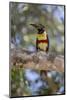 Brazil, Mato Grosso, the Pantanal, Chestnut-Eared Aracari in a Tree-Ellen Goff-Mounted Photographic Print