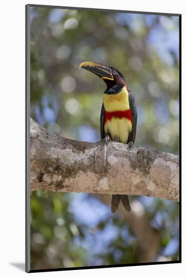 Brazil, Mato Grosso, the Pantanal, Chestnut-Eared Aracari in a Tree-Ellen Goff-Mounted Photographic Print