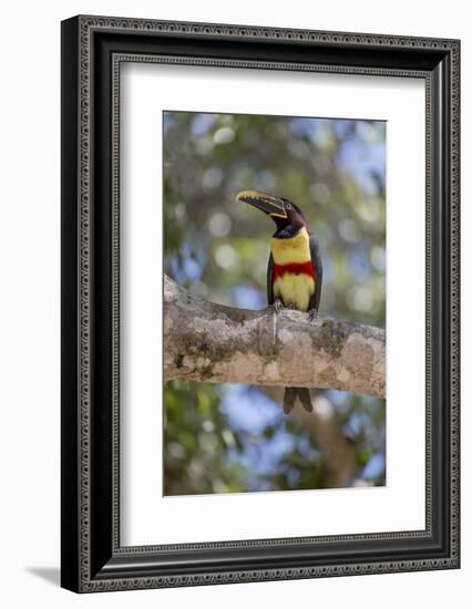 Brazil, Mato Grosso, the Pantanal, Chestnut-Eared Aracari in a Tree-Ellen Goff-Framed Photographic Print