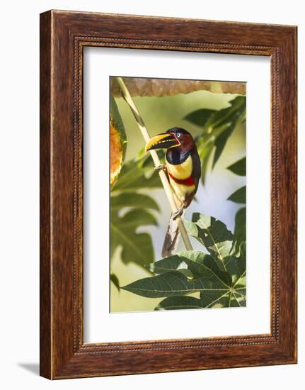 Brazil, Mato Grosso, the Pantanal. Chestnut-Eared Aracari in a Tree-Ellen Goff-Framed Photographic Print