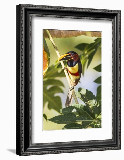 Brazil, Mato Grosso, the Pantanal. Chestnut-Eared Aracari in a Tree-Ellen Goff-Framed Photographic Print