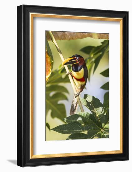 Brazil, Mato Grosso, the Pantanal. Chestnut-Eared Aracari in a Tree-Ellen Goff-Framed Photographic Print