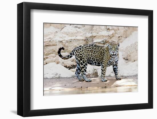 Brazil, Mato Grosso, the Pantanal, Cuiaba River. Jaguar Walking Along the Bank of the Cuiaba River-Ellen Goff-Framed Photographic Print