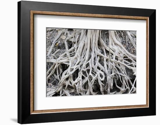 Brazil, Mato Grosso, the Pantanal. Exposed Tree Roots Along the Banks of the Rio Cuiaba-Ellen Goff-Framed Photographic Print