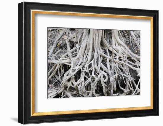 Brazil, Mato Grosso, the Pantanal. Exposed Tree Roots Along the Banks of the Rio Cuiaba-Ellen Goff-Framed Photographic Print