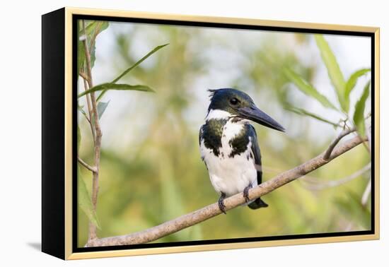 Brazil, Mato Grosso, the Pantanal. Female Amazon Kingfisher on a Branch-Ellen Goff-Framed Premier Image Canvas