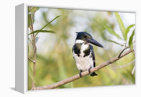 Brazil, Mato Grosso, the Pantanal. Female Amazon Kingfisher on a Branch-Ellen Goff-Framed Premier Image Canvas