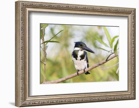 Brazil, Mato Grosso, the Pantanal. Female Amazon Kingfisher on a Branch-Ellen Goff-Framed Photographic Print