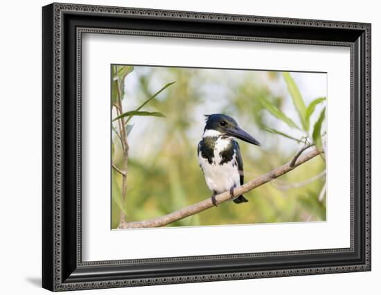 Brazil, Mato Grosso, the Pantanal. Female Amazon Kingfisher on a Branch-Ellen Goff-Framed Photographic Print