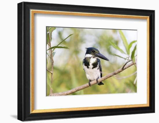 Brazil, Mato Grosso, the Pantanal. Female Amazon Kingfisher on a Branch-Ellen Goff-Framed Photographic Print