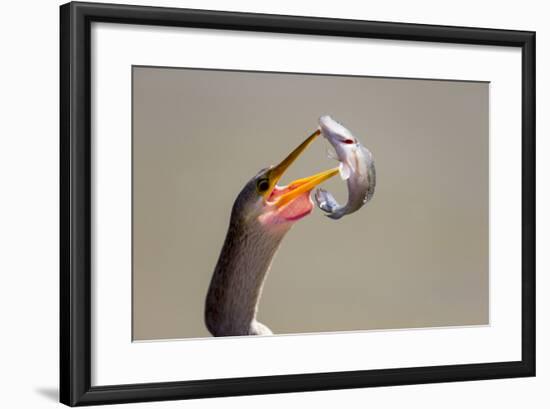 Brazil, Mato Grosso, the Pantanal. Female Anhinga with a Fish-Ellen Goff-Framed Photographic Print