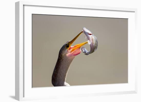 Brazil, Mato Grosso, the Pantanal. Female Anhinga with a Fish-Ellen Goff-Framed Photographic Print
