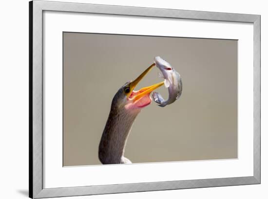 Brazil, Mato Grosso, the Pantanal. Female Anhinga with a Fish-Ellen Goff-Framed Photographic Print