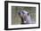 Brazil, Mato Grosso, the Pantanal. Giant River Otter Portrait-Ellen Goff-Framed Photographic Print