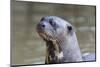 Brazil, Mato Grosso, the Pantanal. Giant River Otter Portrait-Ellen Goff-Mounted Photographic Print