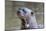 Brazil, Mato Grosso, the Pantanal. Giant River Otter Portrait-Ellen Goff-Mounted Photographic Print