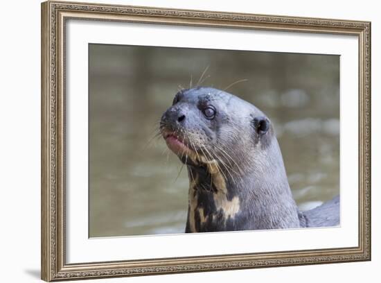 Brazil, Mato Grosso, the Pantanal. Giant River Otter Portrait-Ellen Goff-Framed Photographic Print