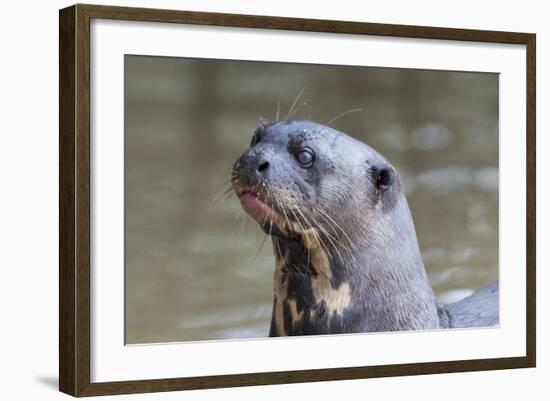 Brazil, Mato Grosso, the Pantanal. Giant River Otter Portrait-Ellen Goff-Framed Photographic Print