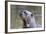 Brazil, Mato Grosso, the Pantanal. Giant River Otter Portrait-Ellen Goff-Framed Photographic Print