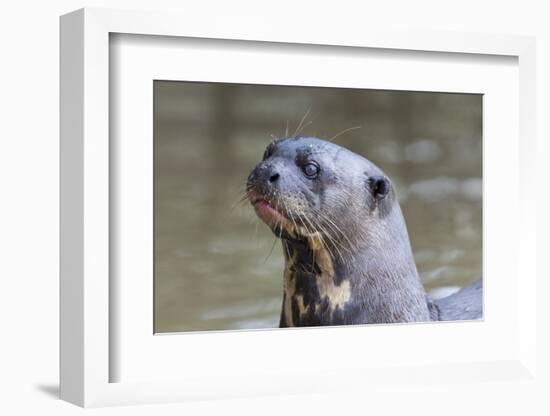 Brazil, Mato Grosso, the Pantanal. Giant River Otter Portrait-Ellen Goff-Framed Premium Photographic Print