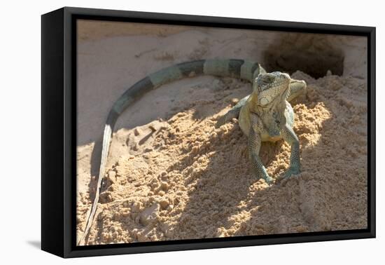 Brazil, Mato Grosso, the Pantanal, Green Iguana Digging Nest Along the River Bank-Ellen Goff-Framed Premier Image Canvas