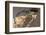 Brazil, Mato Grosso, the Pantanal, Green Iguana Digging Nest Along the River Bank-Ellen Goff-Framed Photographic Print