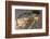 Brazil, Mato Grosso, the Pantanal, Green Iguana Digging Nest Along the River Bank-Ellen Goff-Framed Photographic Print