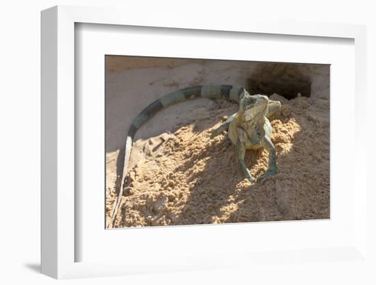 Brazil, Mato Grosso, the Pantanal, Green Iguana Digging Nest Along the River Bank-Ellen Goff-Framed Photographic Print