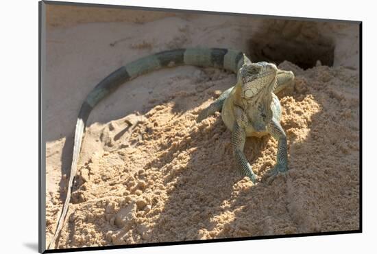 Brazil, Mato Grosso, the Pantanal, Green Iguana Digging Nest Along the River Bank-Ellen Goff-Mounted Photographic Print