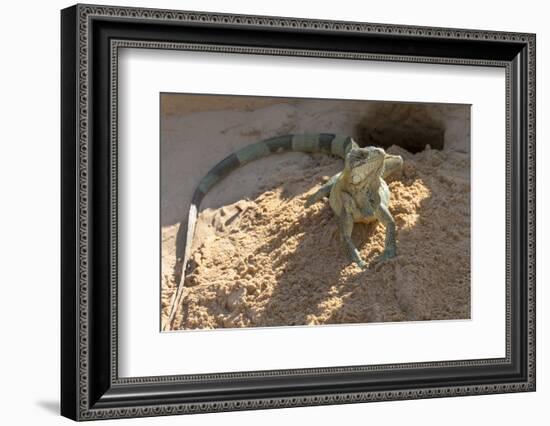 Brazil, Mato Grosso, the Pantanal, Green Iguana Digging Nest Along the River Bank-Ellen Goff-Framed Photographic Print