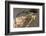 Brazil, Mato Grosso, the Pantanal, Green Iguana Digging Nest Along the River Bank-Ellen Goff-Framed Photographic Print