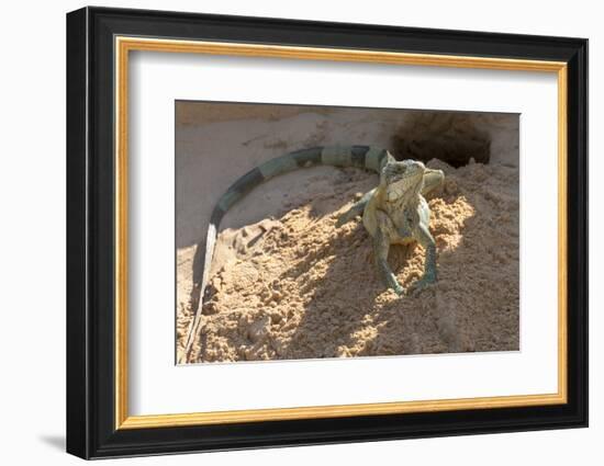 Brazil, Mato Grosso, the Pantanal, Green Iguana Digging Nest Along the River Bank-Ellen Goff-Framed Photographic Print